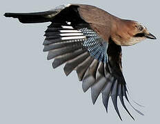 Eurasian Jay