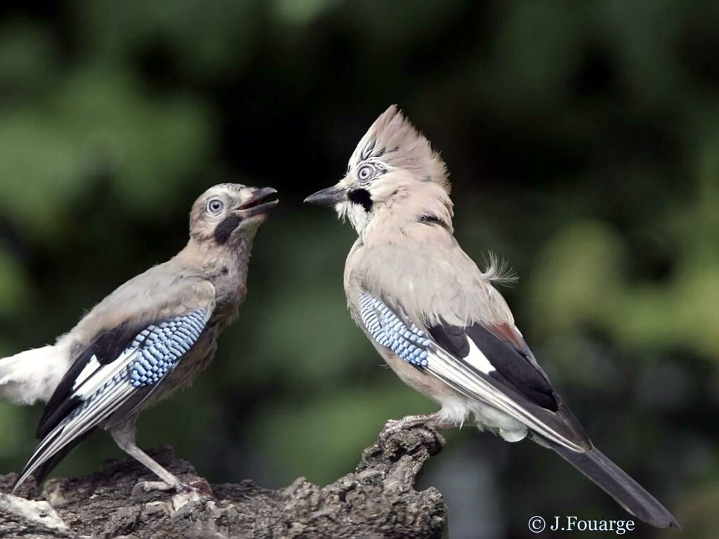 Eurasian Jay