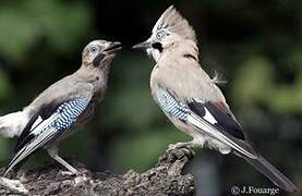 Eurasian Jay