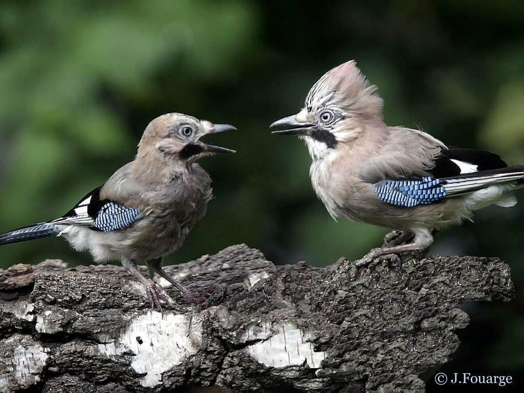 Eurasian Jay