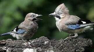 Eurasian Jay