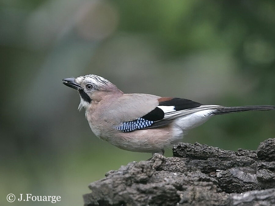 Eurasian Jay