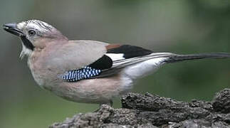 Eurasian Jay