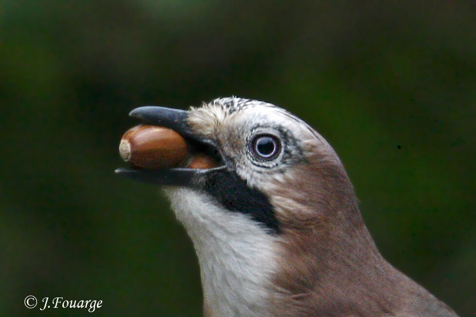 Eurasian Jay