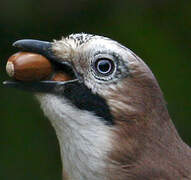 Eurasian Jay