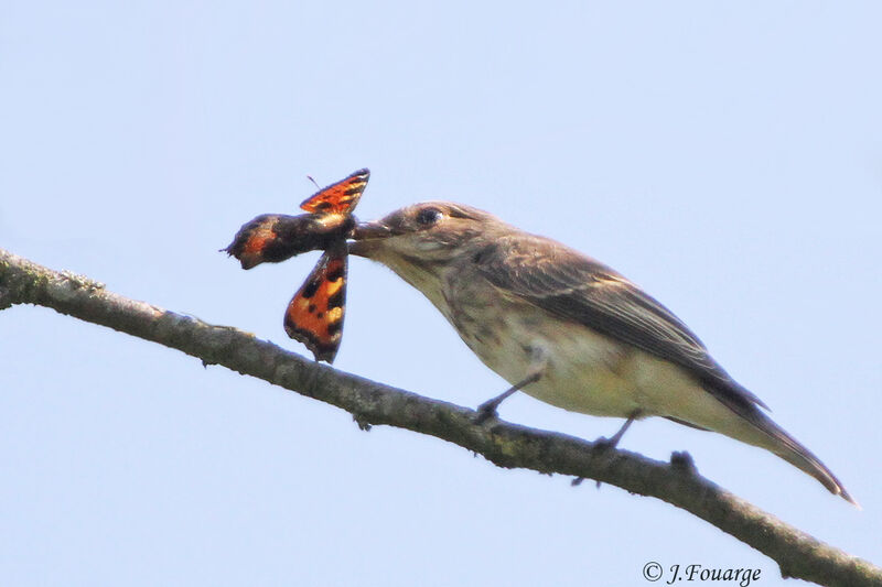 Spotted Flycatcherjuvenile, identification, feeding habits, Behaviour