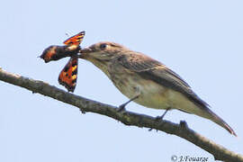 Spotted Flycatcher