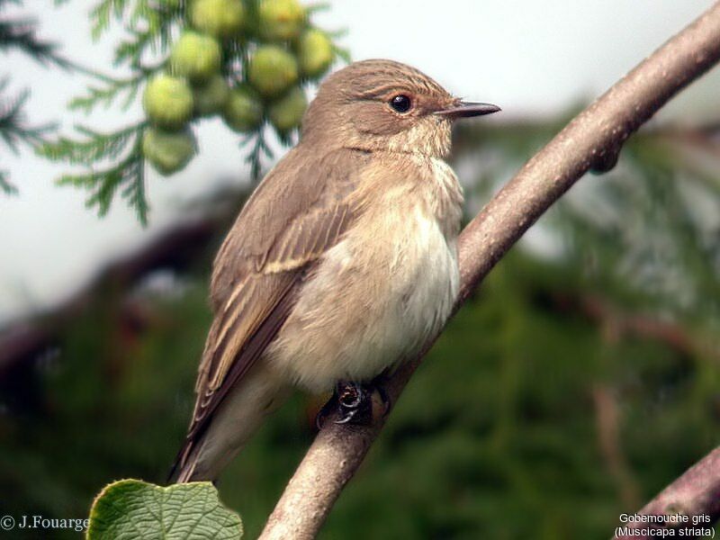 Spotted Flycatcher