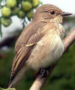 Spotted Flycatcher