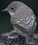 Spotted Flycatcher