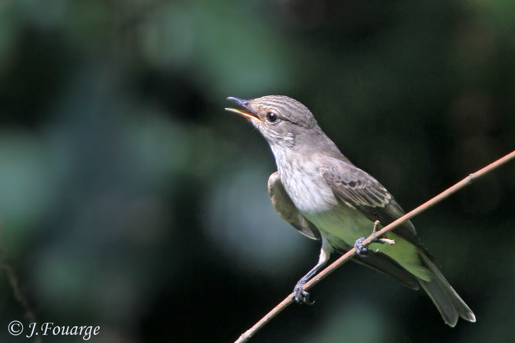 Spotted Flycatcher, identification