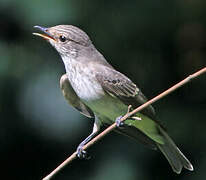 Spotted Flycatcher