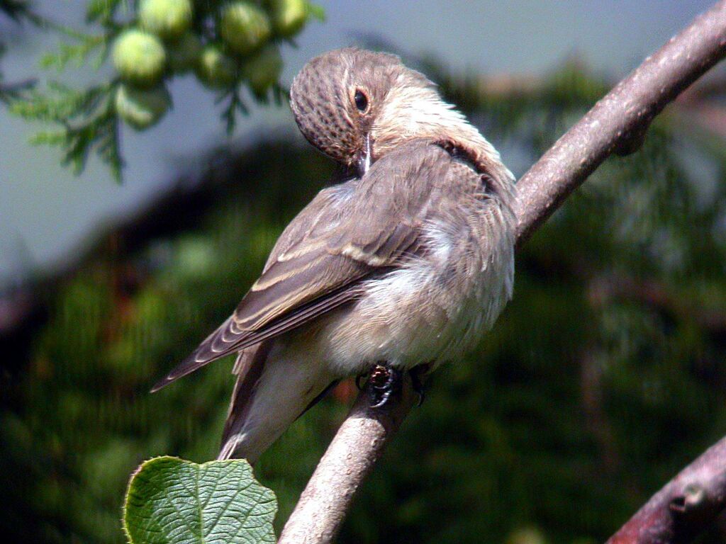 Spotted Flycatcher