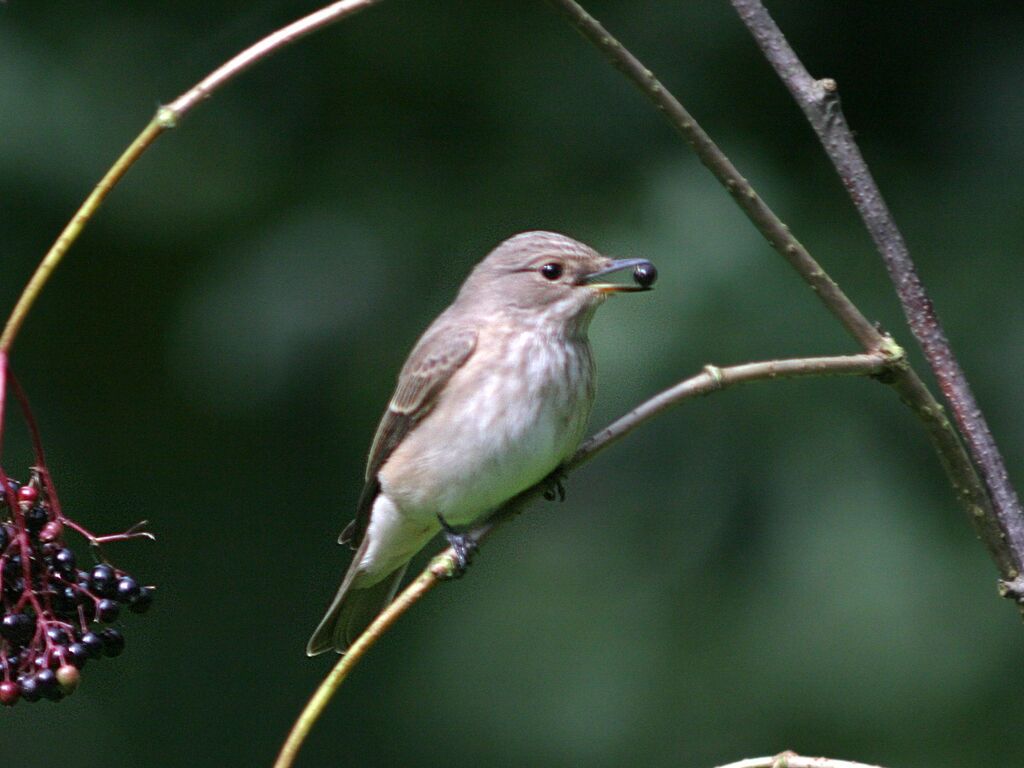 Spotted Flycatcher