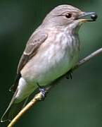 Spotted Flycatcher