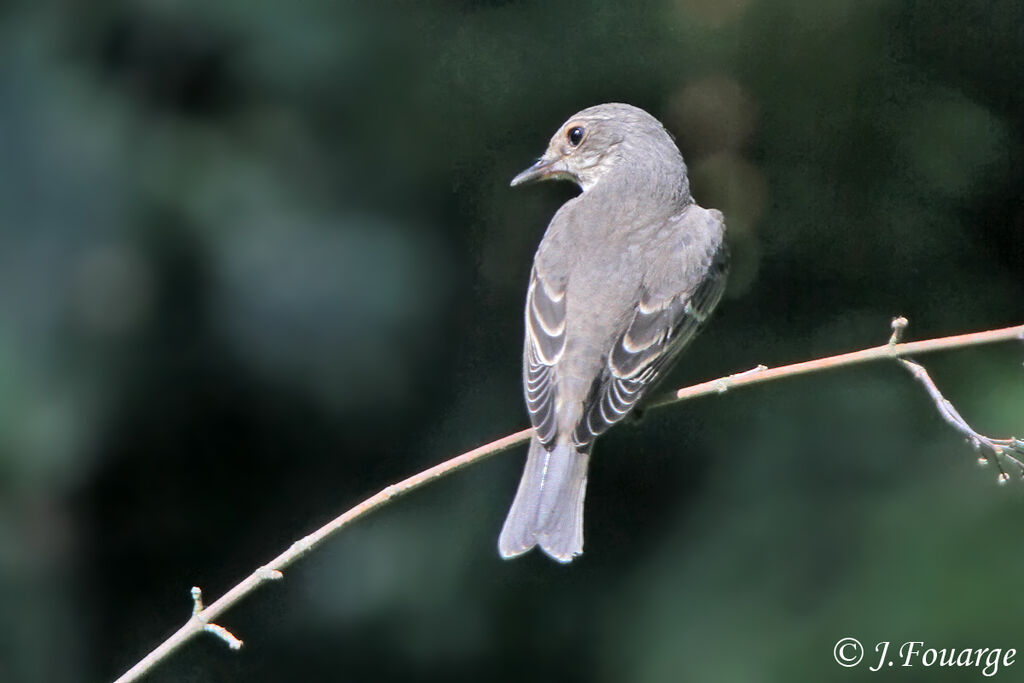 Spotted Flycatcher, identification