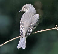 Spotted Flycatcher