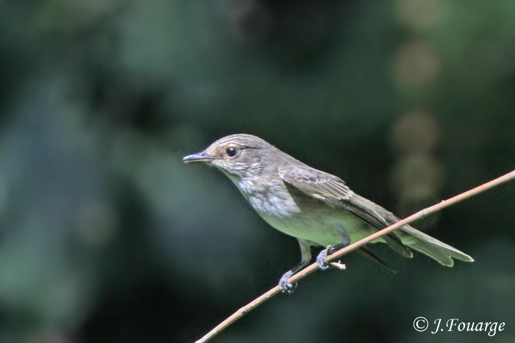 Spotted Flycatcher, identification, Behaviour