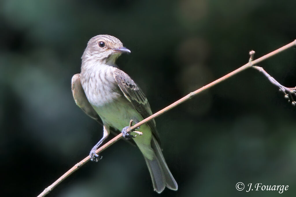 Spotted Flycatcher, identification