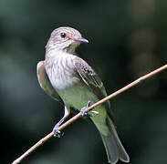 Spotted Flycatcher