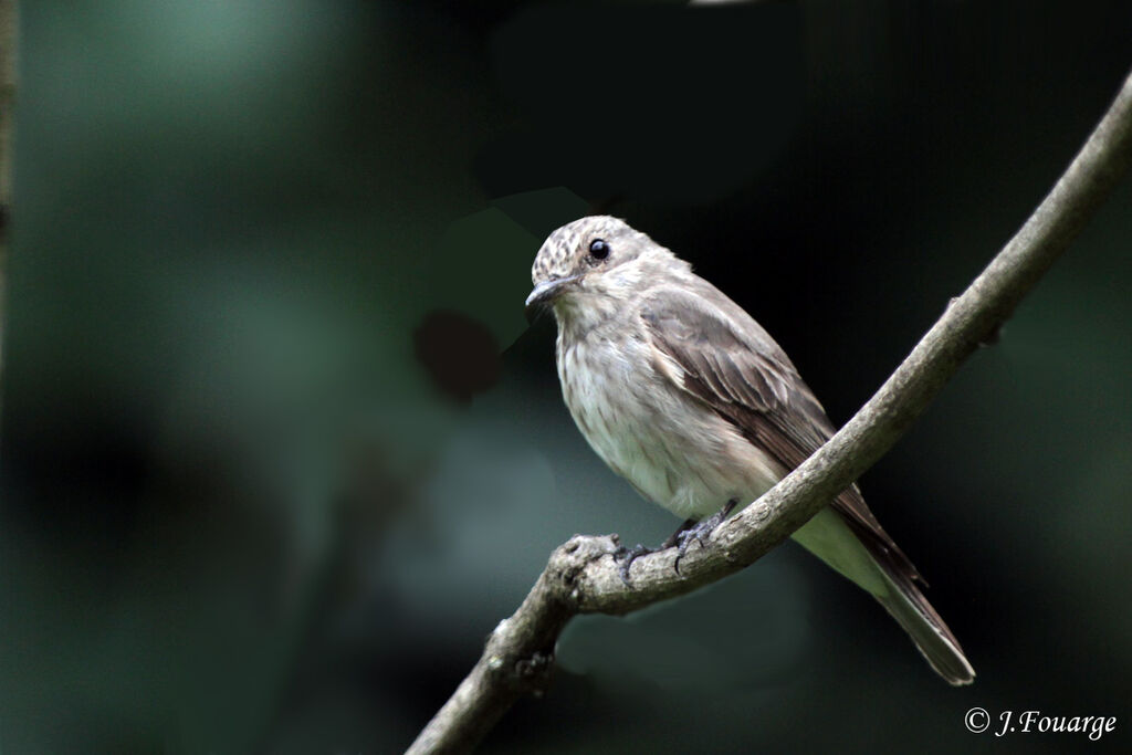 Spotted Flycatcher, identification