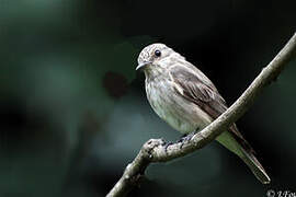 Spotted Flycatcher