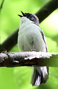 European Pied Flycatcher