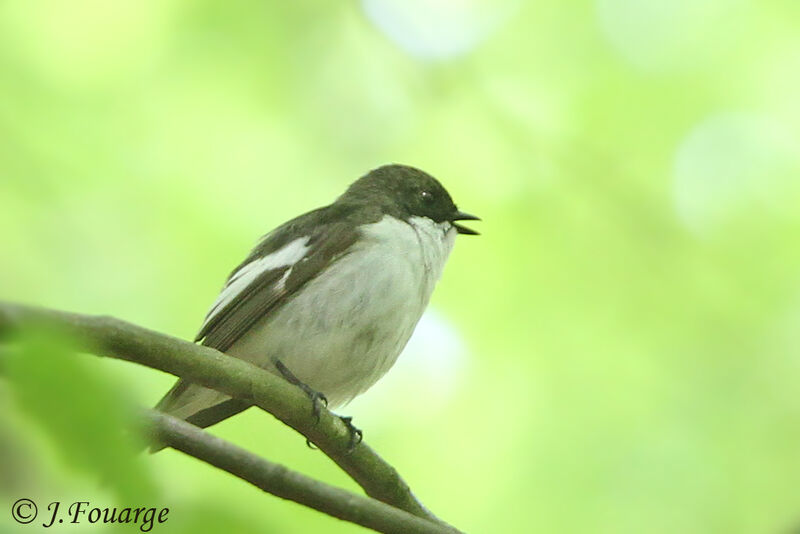 European Pied Flycatcher male adult, identification, Reproduction-nesting, song, Behaviour