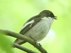 European Pied Flycatcher