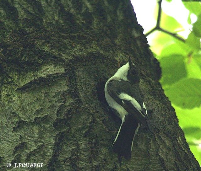 European Pied Flycatcher