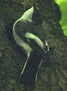 European Pied Flycatcher