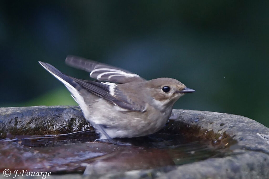 European Pied Flycatcher