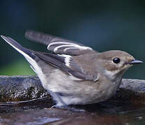 European Pied Flycatcher