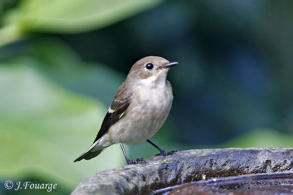 European Pied Flycatcher