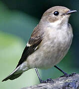 European Pied Flycatcher