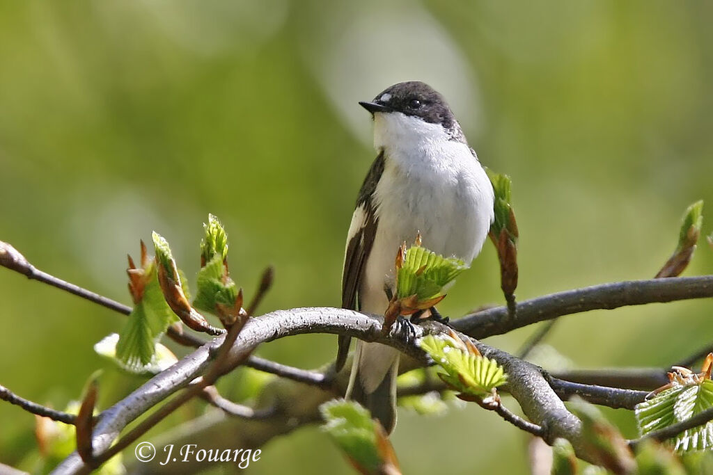 European Pied Flycatcher male adult