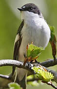 European Pied Flycatcher