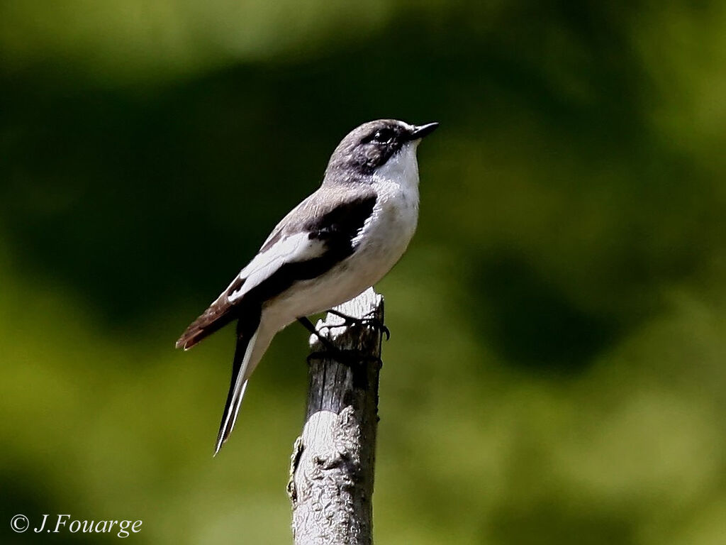 Gobemouche noir mâle