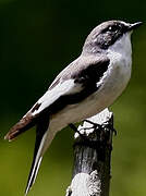 European Pied Flycatcher