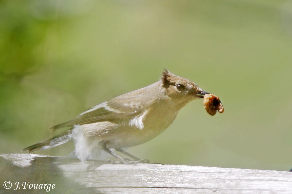 European Pied Flycatcher, identification, feeding habits, Behaviour