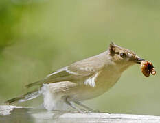 European Pied Flycatcher