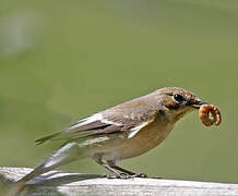 European Pied Flycatcher