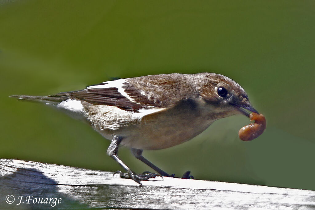 Gobemouche noir