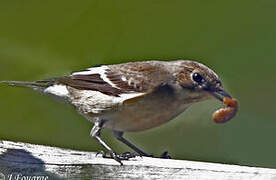 European Pied Flycatcher