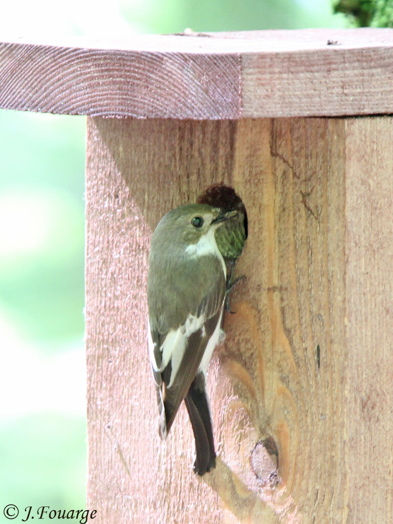 European Pied Flycatcher male adult, identification, Reproduction-nesting, Behaviour