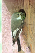 European Pied Flycatcher