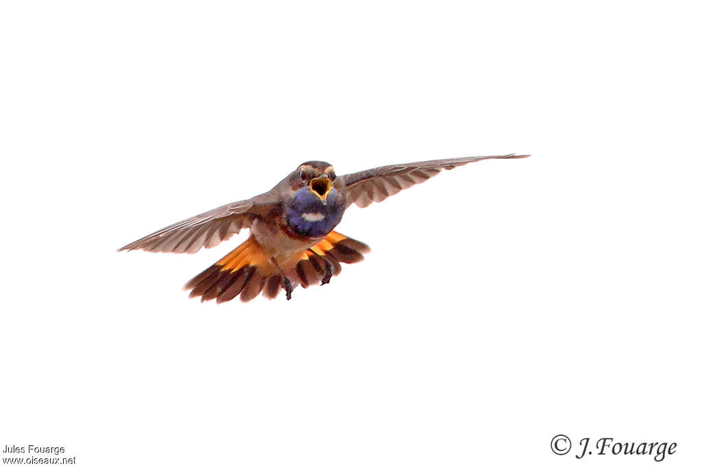 Bluethroat male adult breeding, Flight