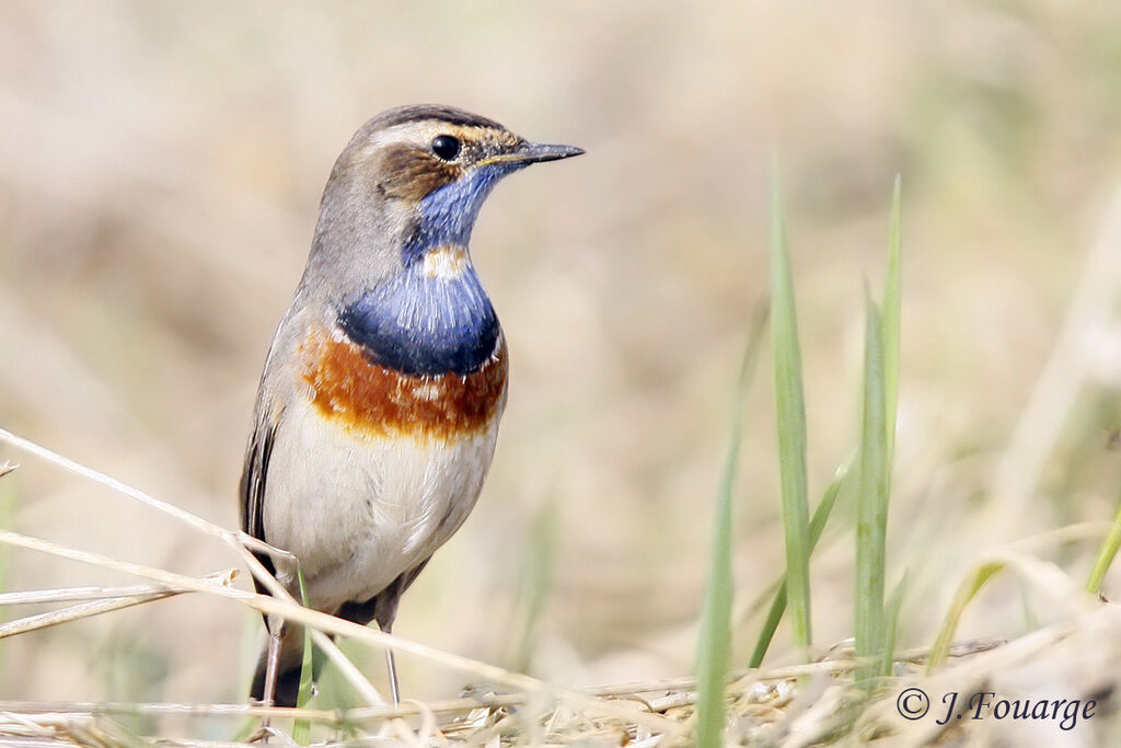 Bluethroat male adult, identification