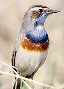 Bluethroat