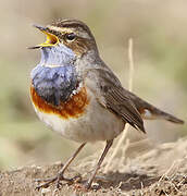 Bluethroat